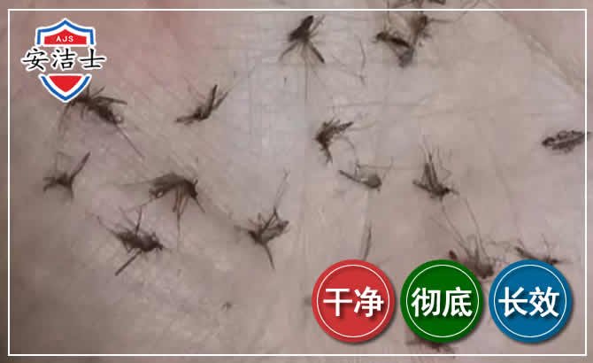 遂昌蚊子防治-灭蚊