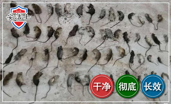 遂昌鼠害防治-灭鼠