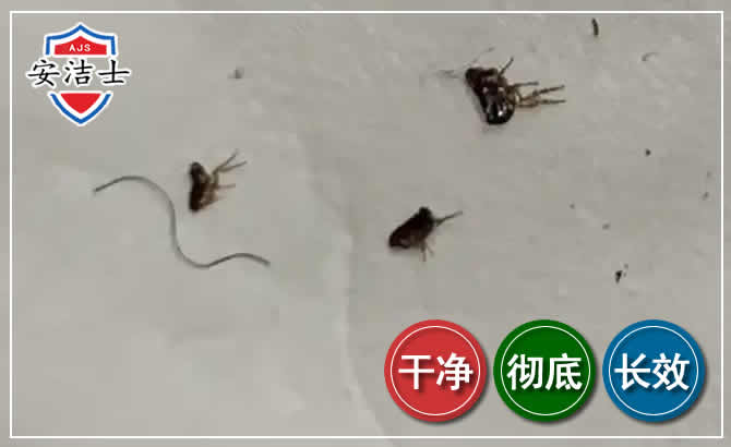 遂昌跳蚤防治-灭跳蚤