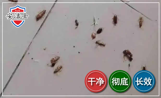 遂昌蟑螂防治-灭蟑螂