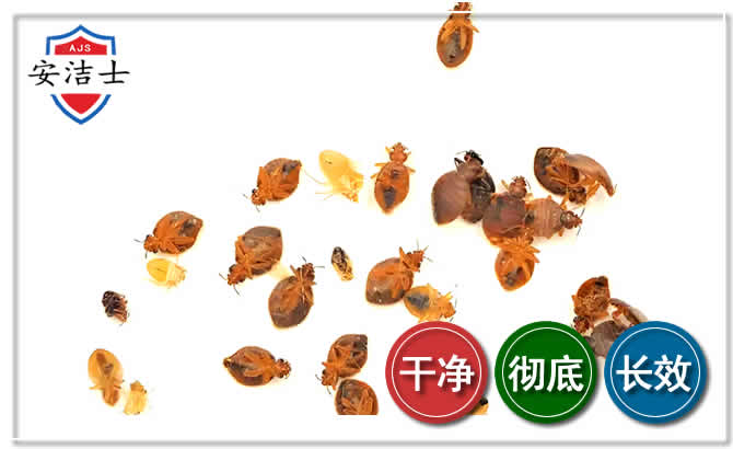 遂昌臭虫防治-消灭臭虫